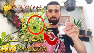 زراعة الستيفيا بديل السكر في المنزل دواء أم كابوس🤔 [upl. by Elonore]