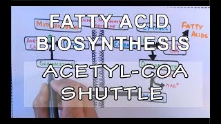 Acetyl COA Shuttle  Fatty Acid Biosynthesis  Part I [upl. by Attalanta]