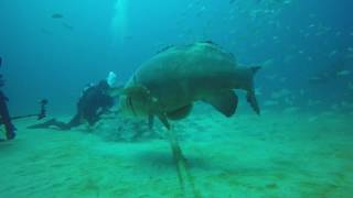 Grouper Bites Head Off Diver [upl. by Yarahs242]