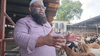 ₹500 Kg Se Gujri Goats  Al Yum Goat Farm Taloja New Mumbai [upl. by Nnylaehs]