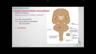 Neuroanatomy VD9  Ascending tracts part 2 [upl. by Etna346]