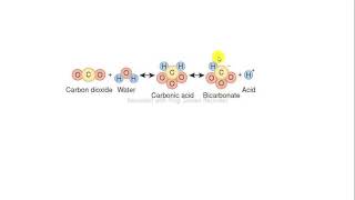 CO2 system carbonic acid bicarbonate biochemistry [upl. by Nomzed]