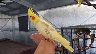 For Sale Handraised Cockatiel  Male [upl. by Oiluarb760]