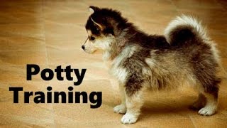 Pomsky Practicing Howling [upl. by Sauncho772]