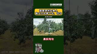 福建漳州红美人施大力丸果个大、均匀 Uniform Fruit Size amp Shape on Citrus with Greenfeed Application in Fujian20240625 [upl. by Guerin]