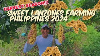 lanzones farm 2024 Harvest season na po [upl. by Celeste202]