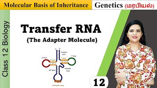 Transfer RNA tRNA  Structure and Functions in Tamil [upl. by Ferree]