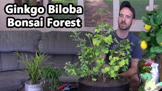 Ginkgo Biloba Bonsai Forest [upl. by Gabriela]