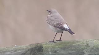 Isabelline Wheatear Cleynextthesea Norfolk 23rd November 2019 [upl. by Aelat]