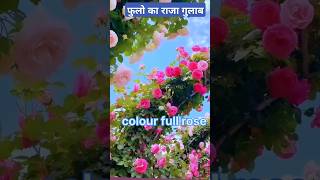 गुलाब treeRose Plant Rose garden Short Trending Viral arjun dhepe official [upl. by Onirotciv]