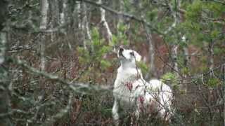 Villi Pohjola  DVD trailer 2012 HD 1080  Wild North hunting video [upl. by Illoh]