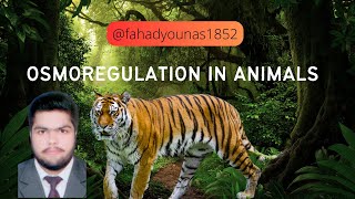 Osmoregulation in Animals [upl. by Aniratak]