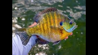 Puddingstone Reservoir Blue Gills Fishing 🎣 [upl. by Savvas473]