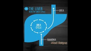 Urea cycle quotMed Reignsquot [upl. by Naahsar]