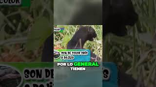 Jaguarundi Descubre a estos felinos sorprendentes pequeños pero poderosos [upl. by Burnham284]