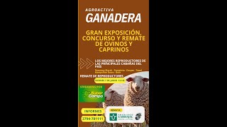 AGROACTIVA GANADERA  GRAN EXPOSICIÓN CONCURSO Y REMATE DE OVINOS Y CAPRINOS [upl. by Jain]