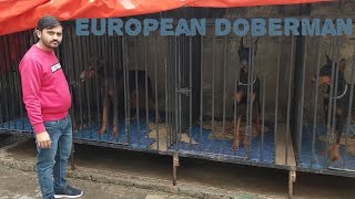 यह सबसे अच्छा European Doberman Kennel है  European Doberman Kennel in India 2023 [upl. by Yeldah]