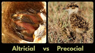 ALTRICIAL VS PRECOCIAL development in birds [upl. by Reinal]