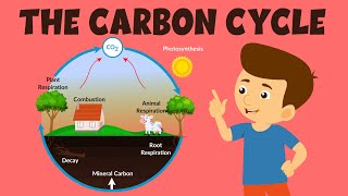 The Carbon Cycle  Carbon Cycle Process  Video for Kids [upl. by Philipson]