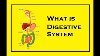 Human Digestive system Anatomy  All about Digestive Organs English [upl. by Frodin]