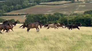 Exmoor Pony Project herd [upl. by Zippora686]