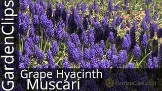 Grape Hyacinth  Muscari armeniacum  How to grow Grape Hyacinth muscari [upl. by Neelia]