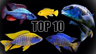 Our Top 10 Favorite African Cichlids [upl. by Noyes265]