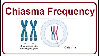 Chiasma Frequency  The Key to Genetic  2024 [upl. by Otrebor]