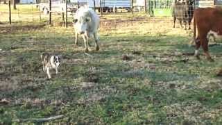 Blue the Border Collie Herding cattle [upl. by Oreves322]