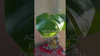 Growing Monstera Deliciosa in Hydroponic shorts hydroponics planttips houseplants fyp [upl. by Atiugram]