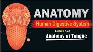 Anatomy of human tongue  Structure of Tongue  Parts of Tongue  Detail lecture  Top lesson4u [upl. by Aiahc]