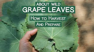 About Wild Grape Leaves and How to Harvest and Prepare Them [upl. by Adnahsar]