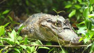 Laguna Lodge Tortuguero [upl. by Gerstein]