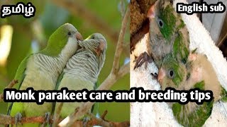 Monk parakeet care and breeding tips in tamil with english subtitles [upl. by Shevlo]