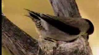 How birds camouflage their nests  David Attenborough  BBC wildlife [upl. by Sager]