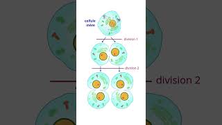 Importance Des divisions Cellulaires Mitose et Méïose science [upl. by Ansley]