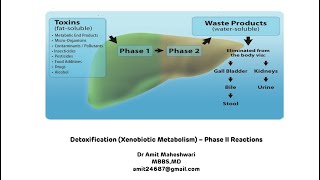 Detoxification  Phase II Reactions  Xenobiotic Metabolism Biochemistry  Part 2 [upl. by Harias]