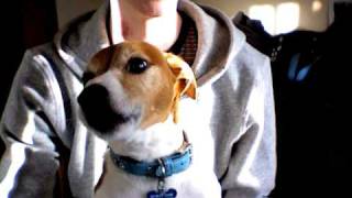 Jack Russell Terrier Singing Summertime [upl. by Chard]