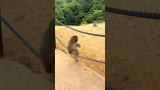 Baby Monkey Playing monkey babymonkey shorts [upl. by Peck764]