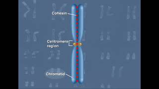 Function of Cohesins 3D Animation [upl. by Bartholomew]