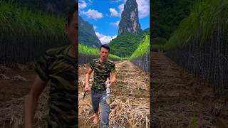 Beautiful Landscape of Sugarcane Farm with Rural Farmer 👍 shorts satisfying youtubeshorts [upl. by Donough793]