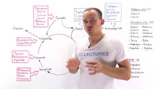 Introduction to glucogenic and ketogenic amino acids [upl. by Aneerak52]