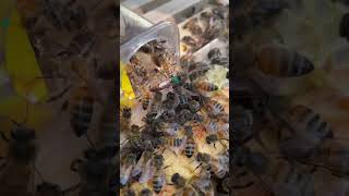 Released F2 buckfast queen bee animalhusbandry beekeeping farming honey beelover insect asmr [upl. by Ssitruc]