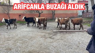 KOMŞUMUZ ARİFCAN LA BİR GÜN GEÇİRDİK 10 YENİ BUZAĞI ALDIK [upl. by Ainnat269]