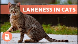 Why Is My CAT LIMPING on ONE LEG 🐱🐾 5 Possible Causes [upl. by Ative]