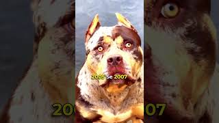 Boerboel VS Pitbull Fight Who Would Win  Pitbull VS Boerboel Which is Stronger [upl. by Ihsar705]