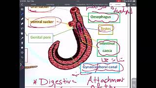 UG Microbiology Urinary schistosomiasis Mutah [upl. by Dav]