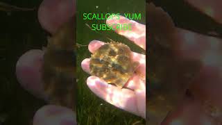 Scallops Bayport shorts bayport floridasportfishing fishingequipment fishing fishinggear [upl. by Yeoz]