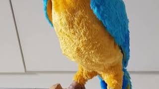 Hasbro Furreal Friends Squawkers McCaw Parrot [upl. by Edyaj888]