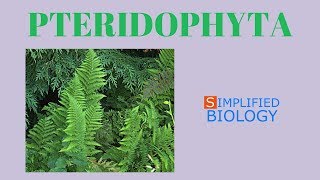 PTERIDOPHYTA  PLANT KINGDOM for NEET AIIMS AIPMT JIPMER PREMED [upl. by Aneleasor845]